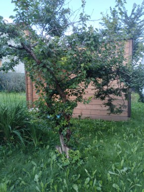 Коллективный сад номер 7, участок 58 в Судаке - sudak.yutvil.ru - фото 28 Коллективный сад номер 7, участок 58 в Судаке - sudak.yutvil.ru - фото 28